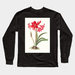 Hardy Amaryllis - botanical illustration Long Sleeve T-Shirt